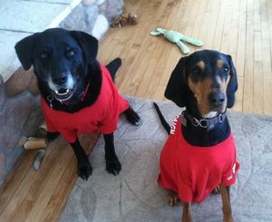 The canine members of WarmlyYours join the team in going red to raise awareness for heart disease and stroke.