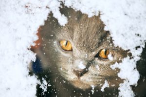 kitty pictures increase your productivity