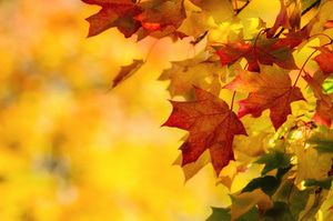 Autumn arrives with chilly temperatures and seasonal allergens in the air, your radiant floor heating system can help make you more comfortable on both fronts.