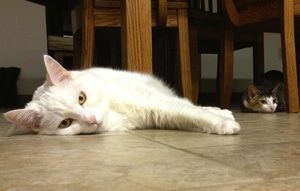 The Guska family's cats, Rosie and Ivy, enjoy the radiant heat under the kitchen tile as much as their humans do.