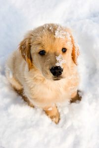 puppy pictures increase your productivity at work
