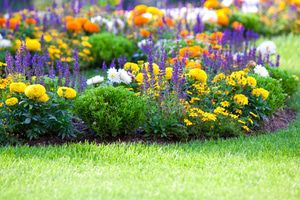 Get a radiant start to beautiful flowers.