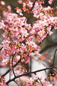 Floor heating blossoming like cherry blossoms